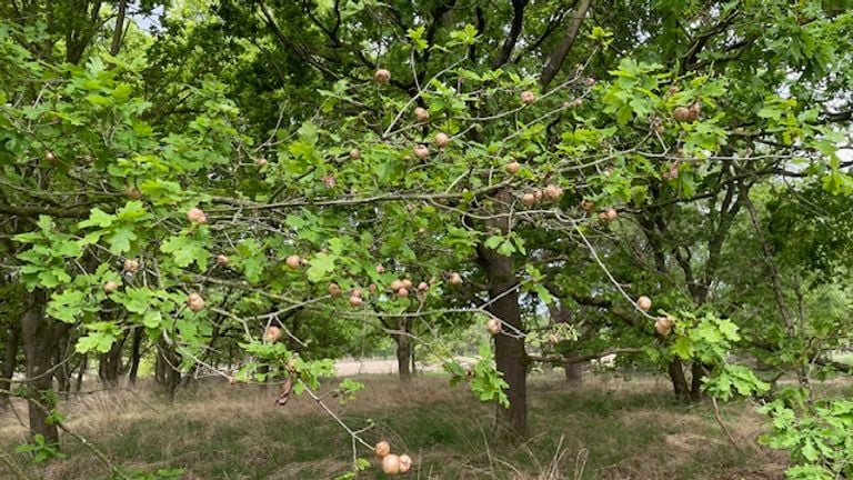 Many potato galls (photo: Ellen van Vlierden).