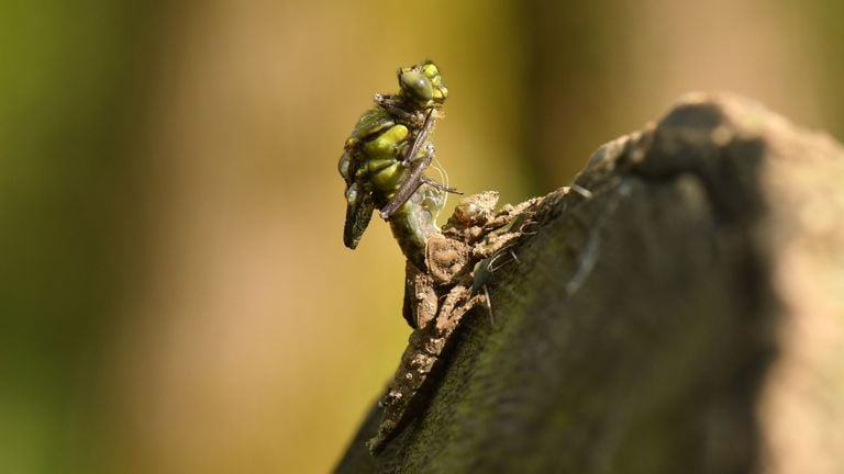 A sneaking beek bolt (photo: Bas van Boxtel).