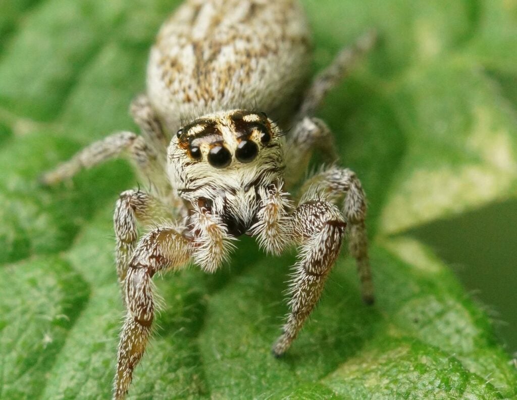 Oval pine jumper. Photo Pexels