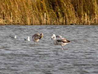 Three young flamingos in Nieuwe Driemanspolder Zoetermeer. Photo: Indebuurt Zoetermeer / Samira Geerdinck