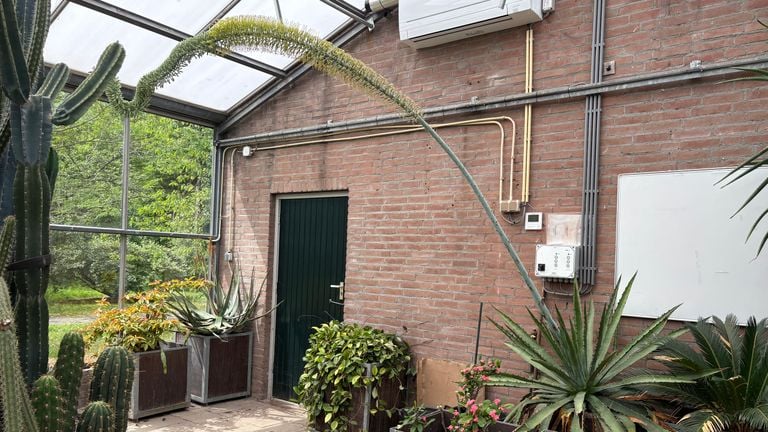 The blossom stalk is about four meters long (photo: Erik Peeters)