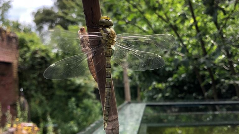 Sneaking the blue glazier (photo: Marlies Schetters).