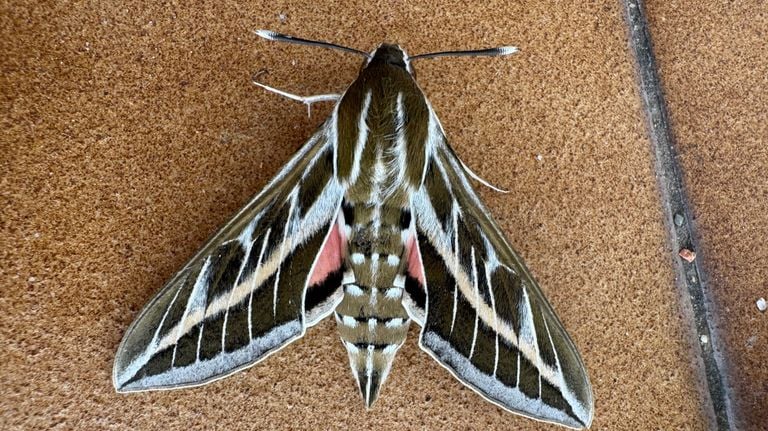 The striped pile tail (photo: Dennis van Helden).