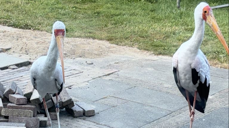 A resident from Rijen saw these two animals in his yard (private photo).