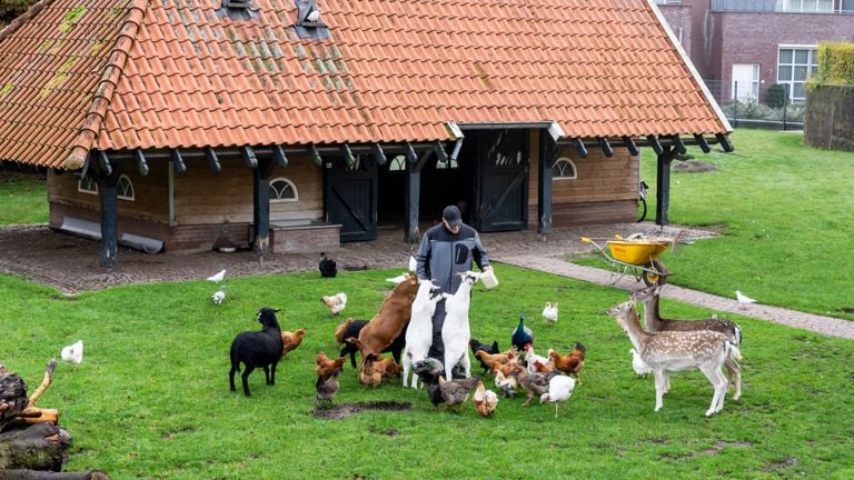 Theo Slaats with his animals in the Mierlose Hertenkamp (photo: Municipality of Geldrop Mierlo).
