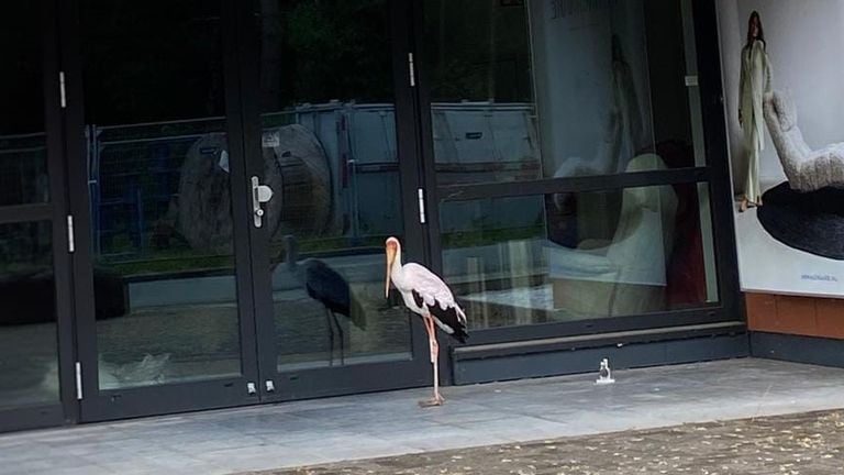 The animal had flown away from the Beekse Bergen (photo: Jan Harm Spijkervet).