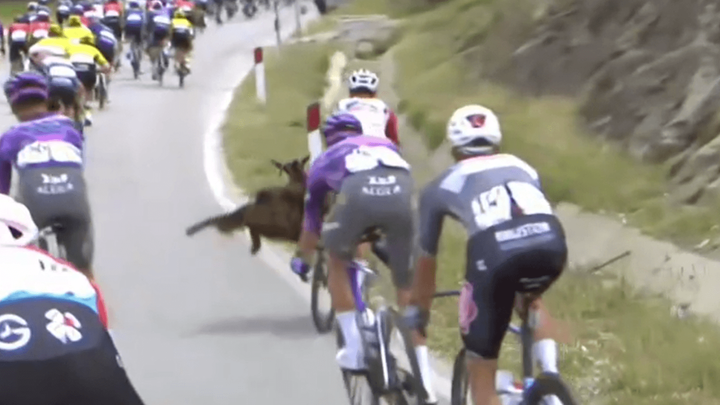 Tour of Italy in Albania: On the third Giro stage, a goat on the street almost triggered a mass crash.