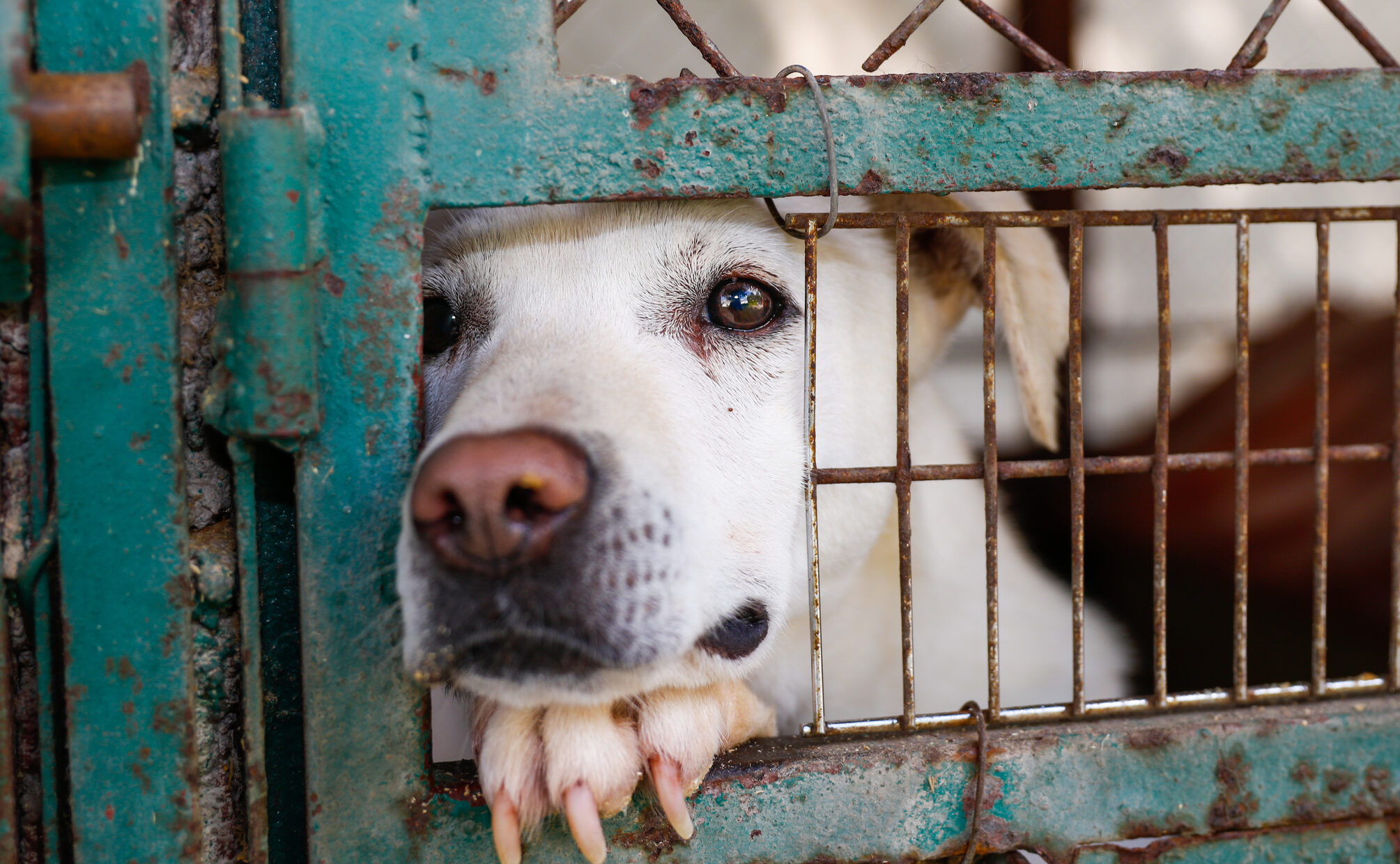 Dog in kennel