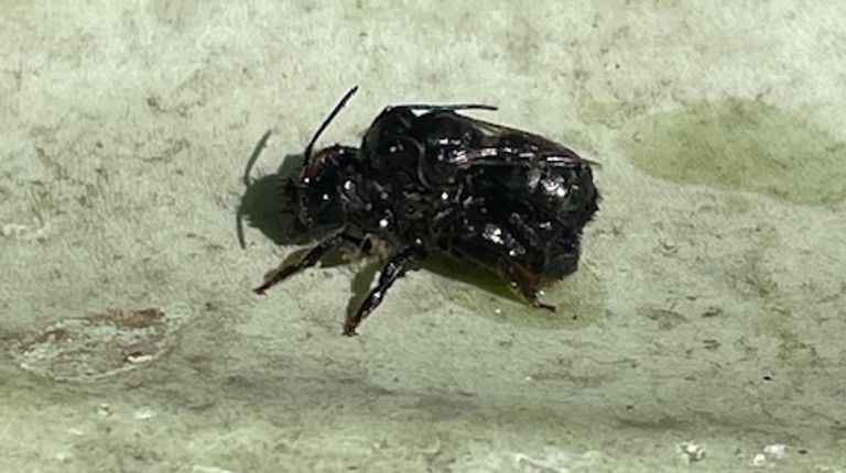 The mating of two sand bees (photo: Noortje van den Broek).