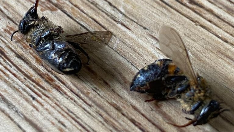 The bees protrude their tongue (photo: Marcel Horck).