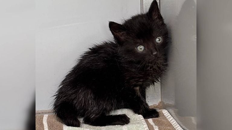 Edna was completely under the oil (photo: Animal Ambulance Brabant North-East).