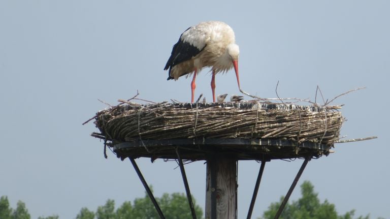 The three youngsters in the nest in the garden of Frans (photo: Frans van den Heuvel).