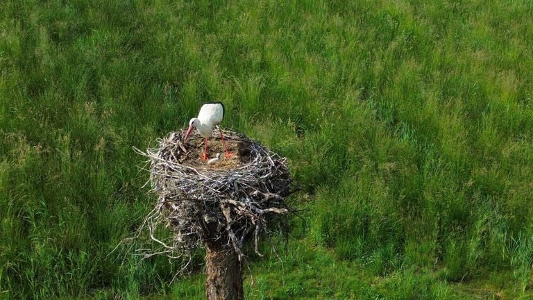 The young in the reverse tree 't Gulden Land. 
