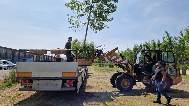 The trees are loaded on the trailers (photo: Tom Berkers).
