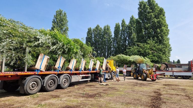 The trees are diagonally on the trailer (photo: Tom Berkers).