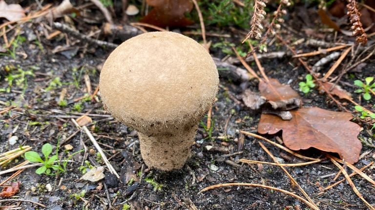 A pleated fabric fungus (photo: Frans Kapteijns).