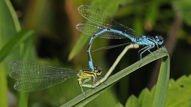 An azure water lady (photo: Saxifraga/Ab h. Boss).