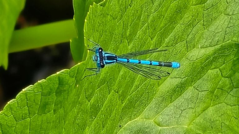 An azure water lady (photo: Hetty Makker).