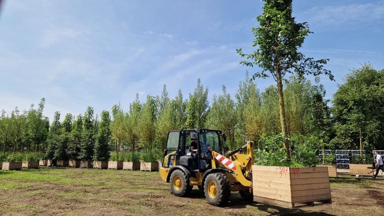 The site with the 750 trees (photo: Tom Berkers).