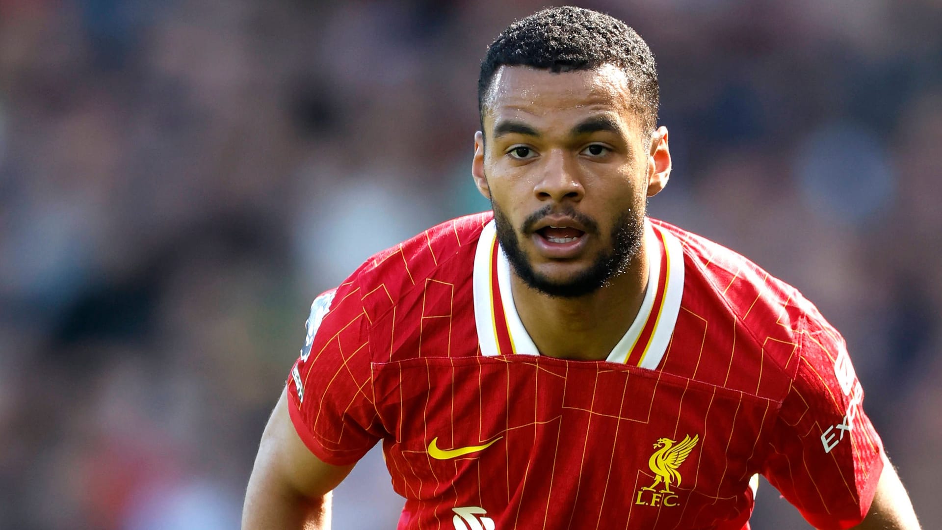 Cody Gakpo: He came to Liverpool in January 2023.