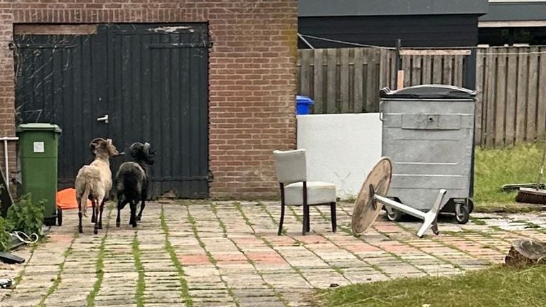 The animals were found in the garden of the shawarma shop (photo: Diernoodhulp Committee).