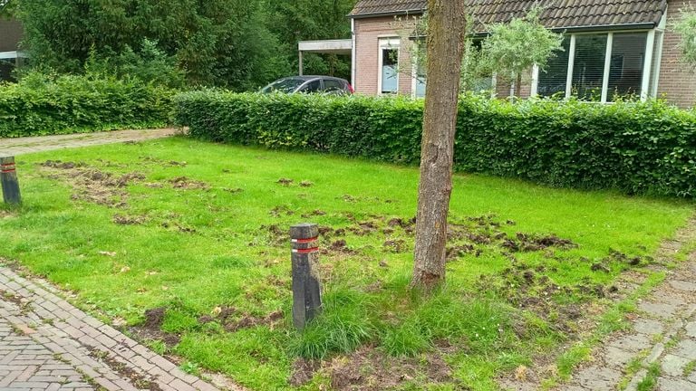 An example of a front garden in Waalre in which is rooted (photo: Rogier).