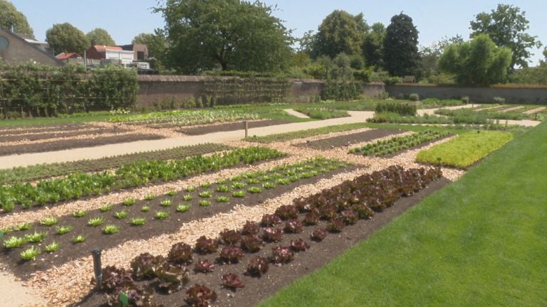 The gardens where restaurant gem grow his own vegetables, fruit and herbs (photo: Omroep Brabant).