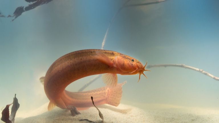 De Modderkruiper (photo: Omroep Brabant).