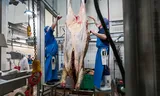 Gilles slaughterhouse in Schagen, where a lot is done by hand. 