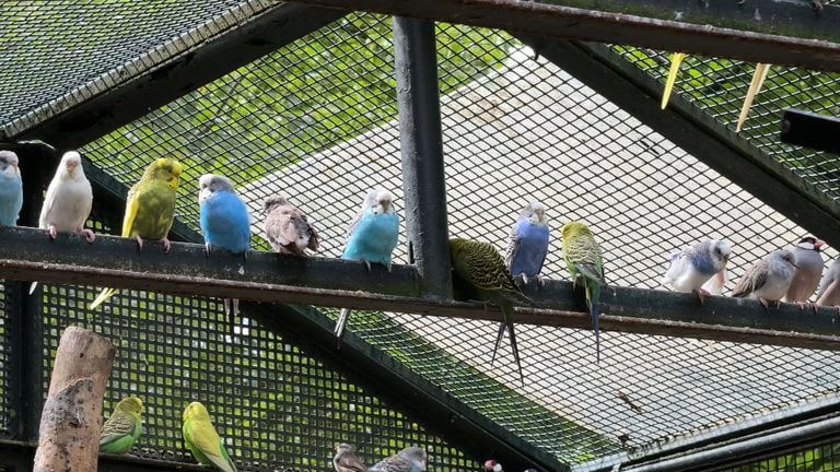 Fortunately, these critters can still be admired (photo: Raymond Merkx).
