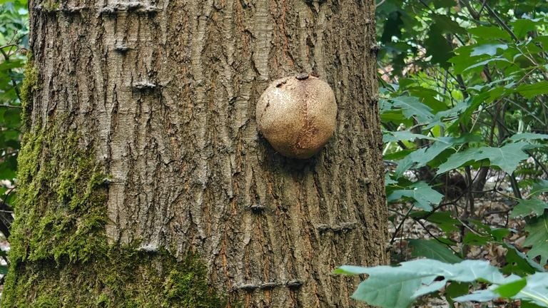 A pollen mushroom or something else? (Photo: Eric van der Meer).