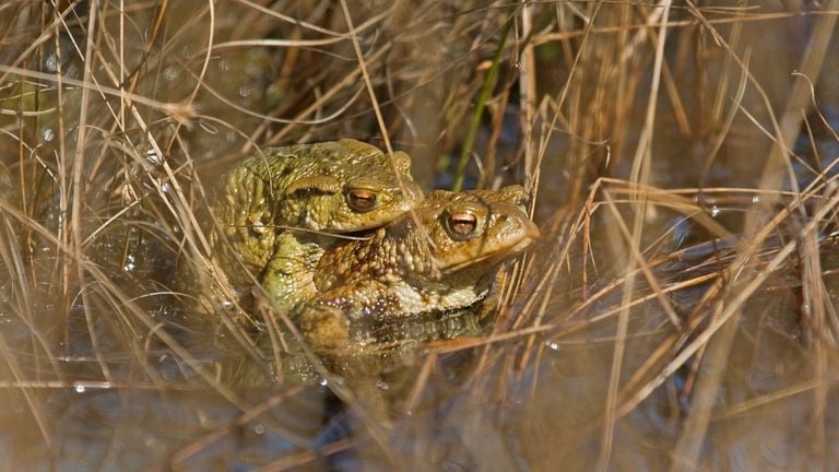 Pairing ordinary toads (photo: Saxifraga/Jan Nijendijk).