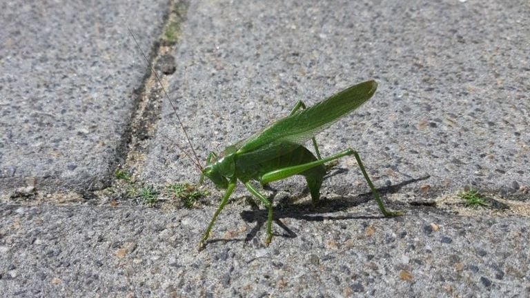 A female from the large green saber -grasshopper who hides her eggs (photo: Jeroen Siebers).