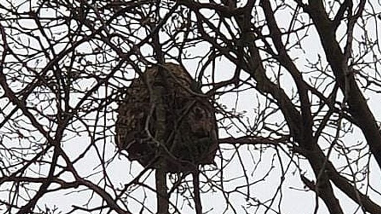 A nest of the Asian hornet with side entrance (photo: Lennert Brokx).