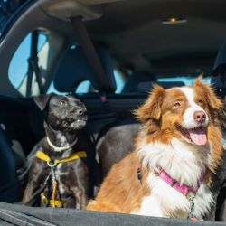 There are road regulations that regulate pet transfer. | Photo: Cecaitra.