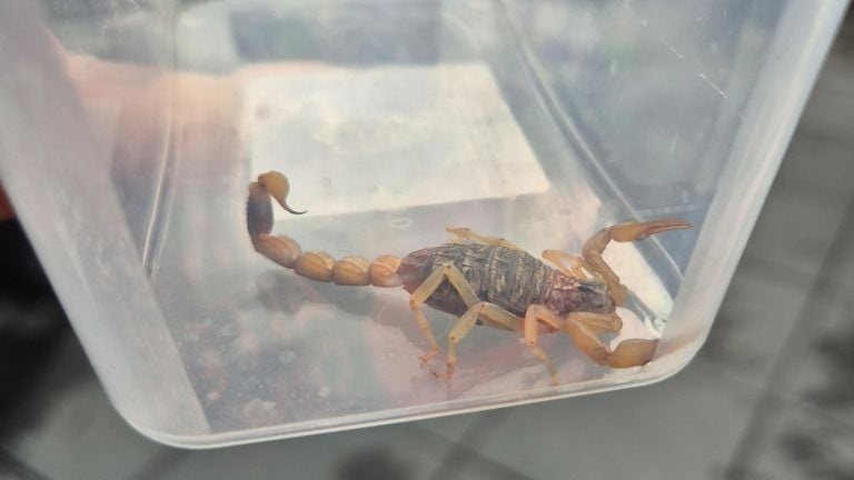 The Chinese Golden Scorpio is doing well (photo: Jacqueline van Rooij).