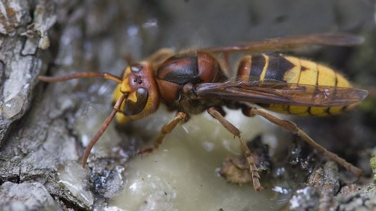 A European hornet (photo: Saxifraga/Mark Zekhuis).