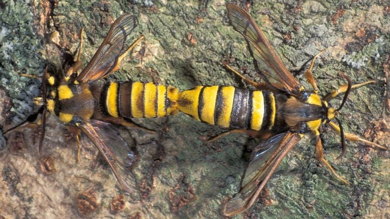 The mating of Hoornaars (photo: Saxifraga/Frits Bink).