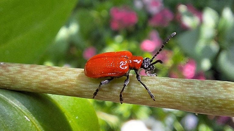 A beautiful red beetle, a lily cock (photo: Carla Vermeeren).