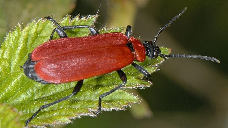 A black -headed beetle (photo: Saxifraga/Ab H. Baas).