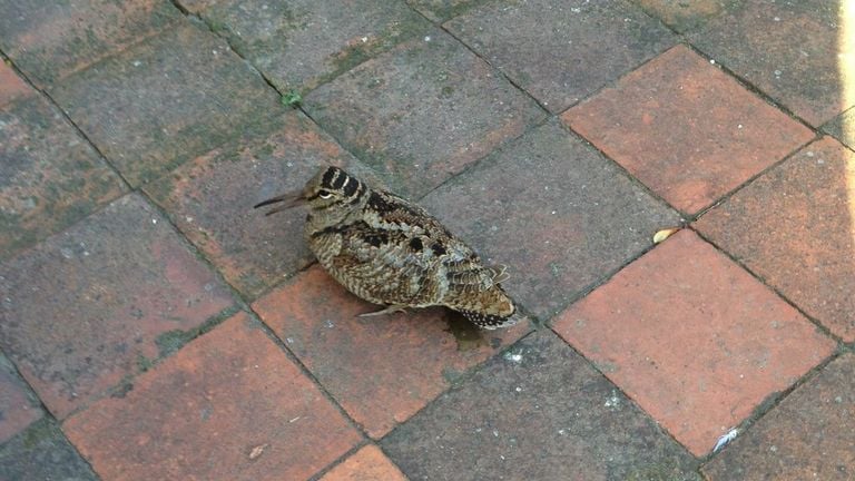 A woodcock (photo: Piet Peeters).
