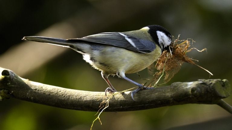 A great tit (photo: Saxifraga/Piet Munsterman).