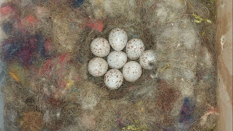 Eggs of a great tit (photo: Ingrid van Opstal-Jansen).