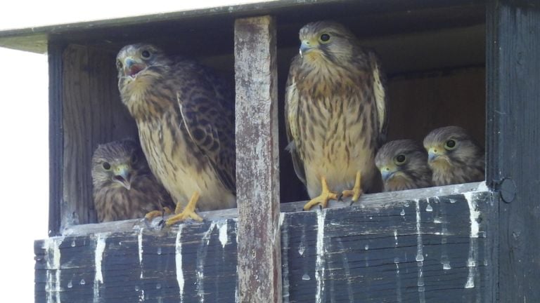 A couple of kestrels with boy (photo: André van Drunen).