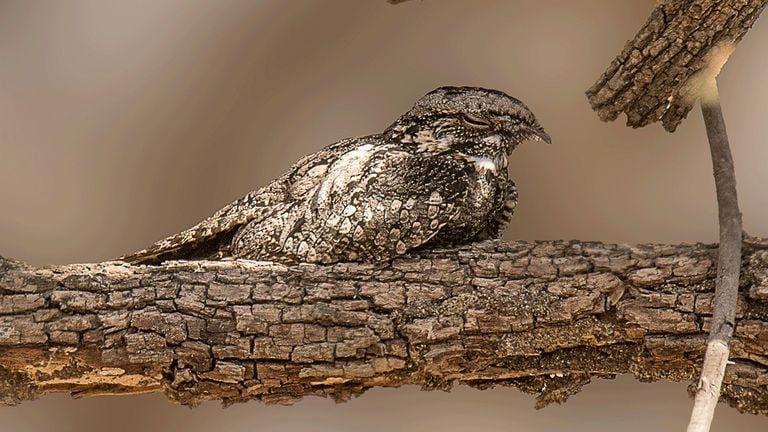 A nightjar (photo: Staatsbosbeheer).