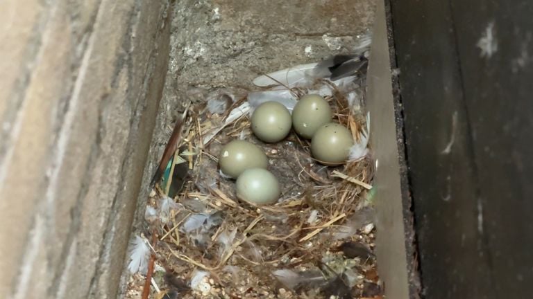 The eggs of the quail no longer have a mother (photo: Raymond Merkx).