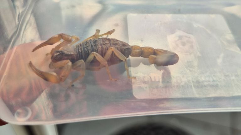 Scorpio Snippie Safe in a plastic container (photo: Jacqueline van Rooij).