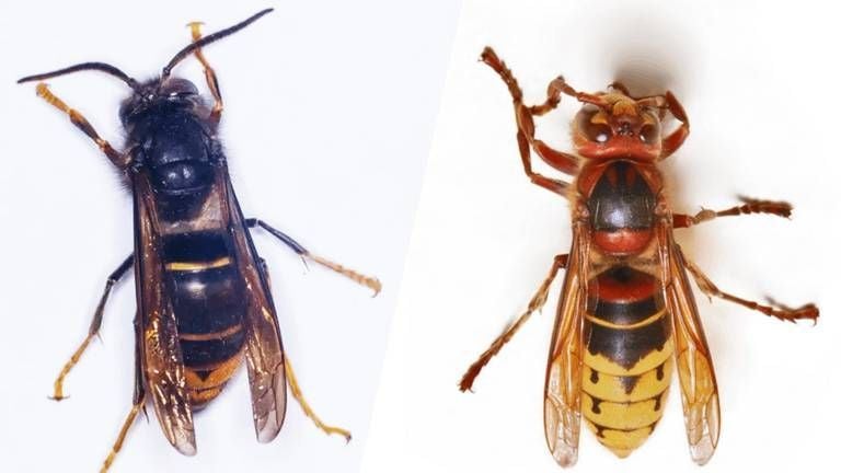 The Asian hornet (left) and the European hornet.