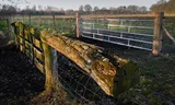 In Balloo in Drenthe, a shepherd protects the herd against wolves with an extra fence.