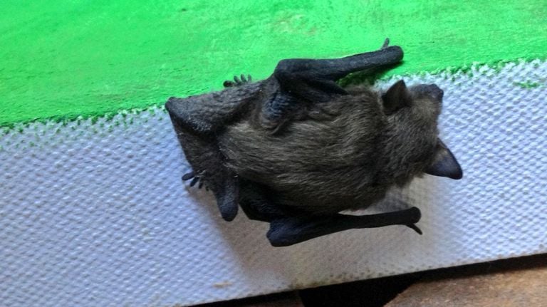 A normal dwarf bat (photo: Frans Kapteijns).